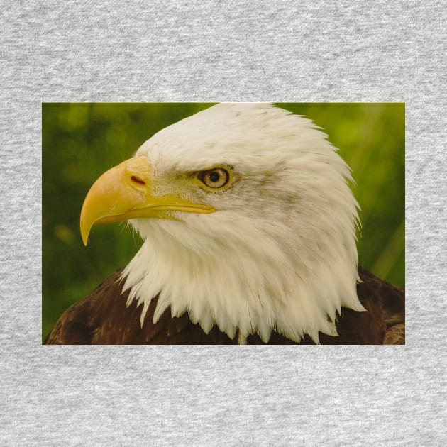 Bald Eagle (Warm) by Victorious Maximus